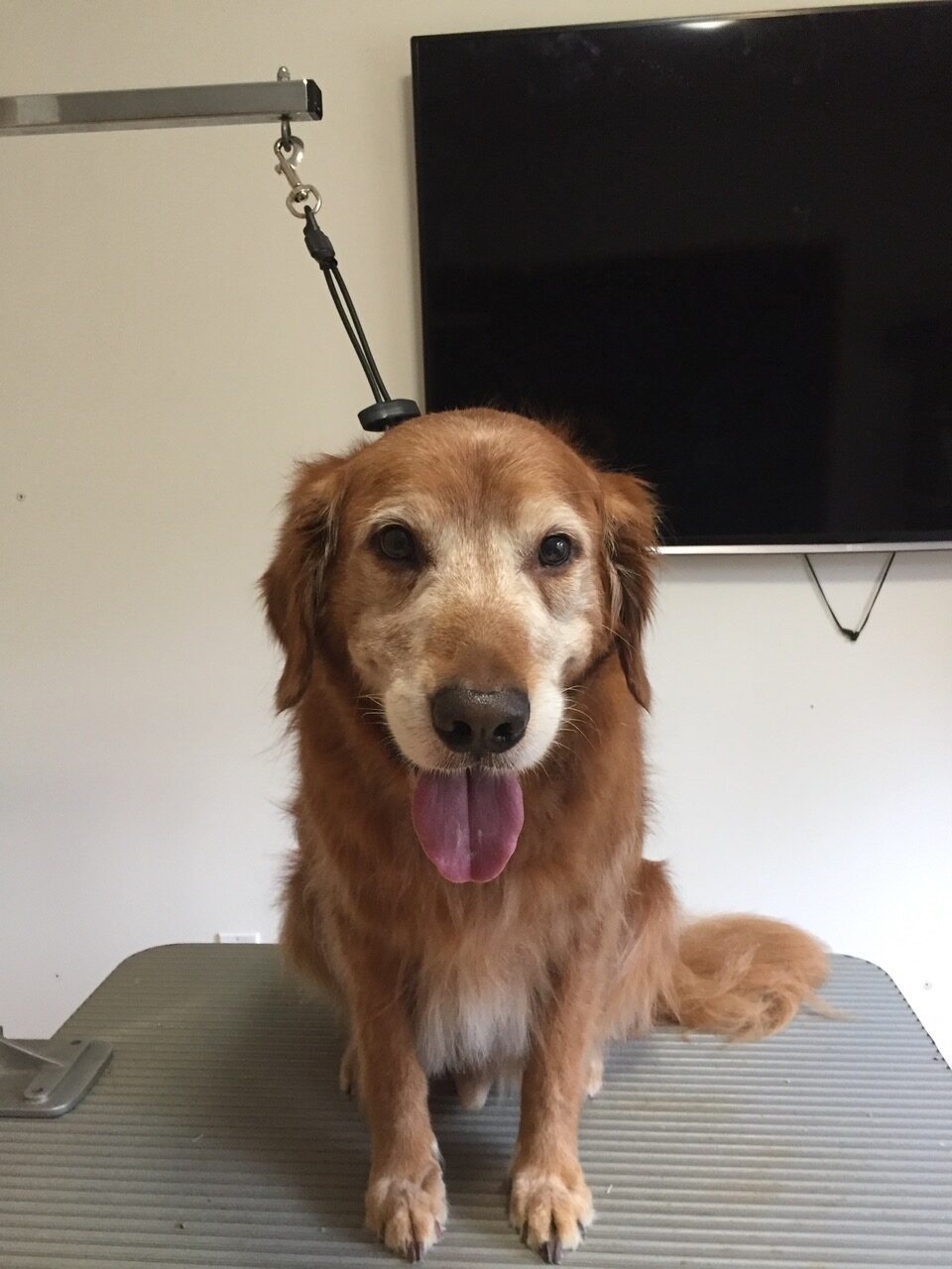 Cooper
